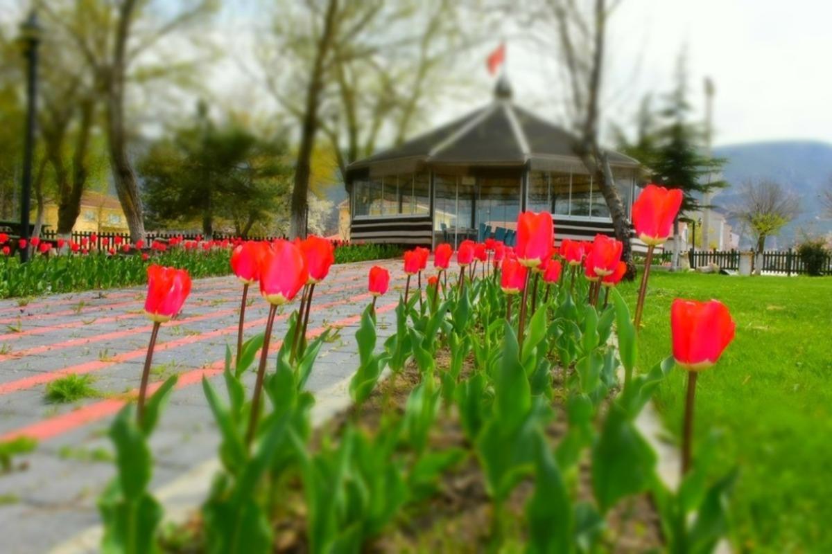 İn&ouml;n&uuml;&rsquo;deki parklarda &ccedil;i&ccedil;ek a&ccedil;tı