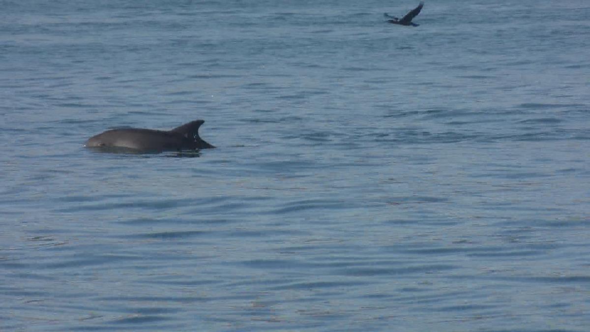 Deniz trafiği azaldı, yunuslar daha &ccedil;ok g&ouml;r&uuml;lmeye başladı