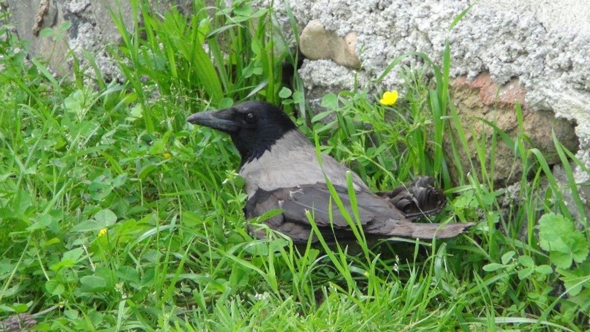 Bah&ccedil;esinde bulduğu yaralı kargaya sahip &ccedil;ıkarak yetkililere teslim etti