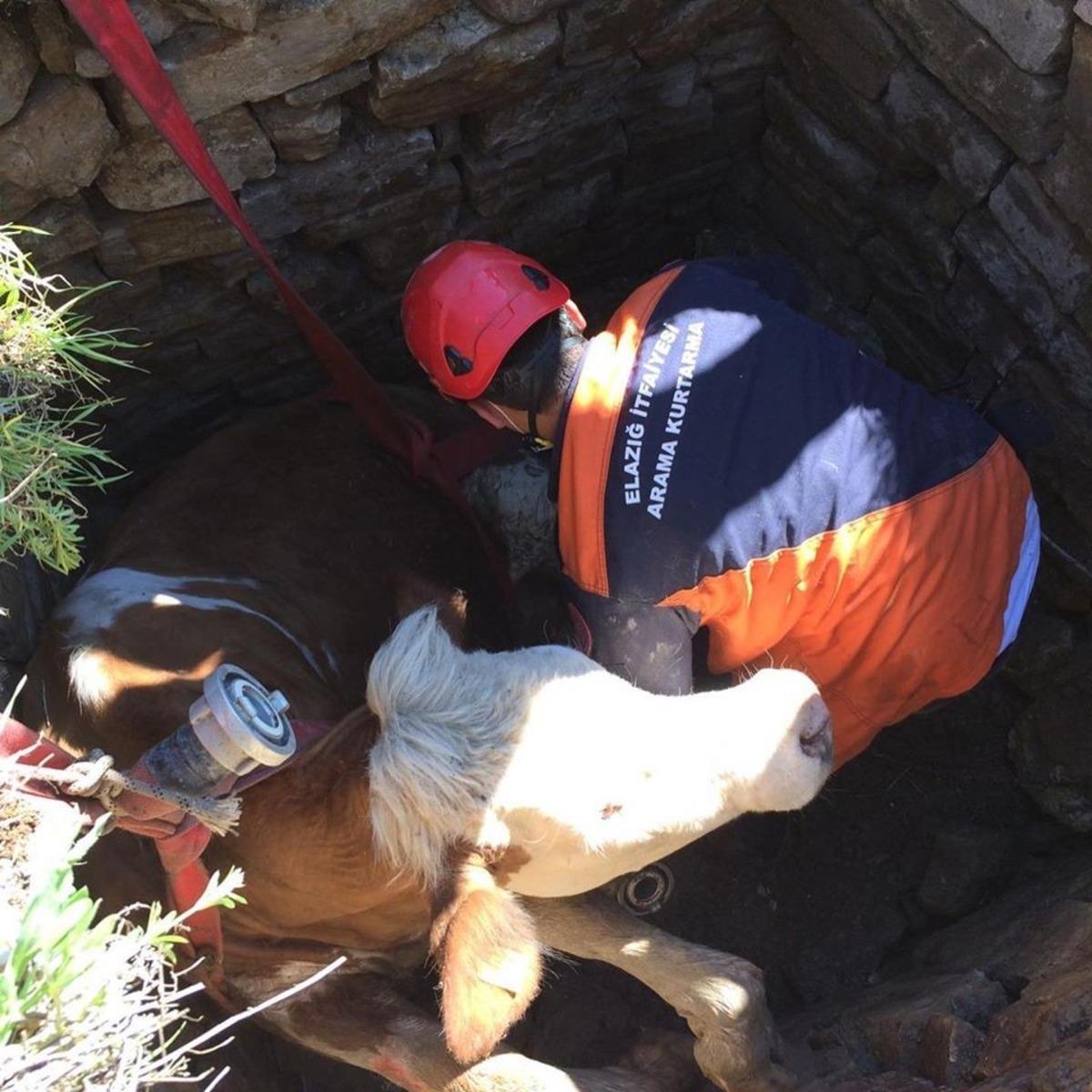 Kuyuya d&uuml;şen inek, kurtarıldı