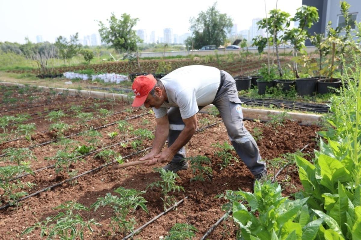G&ouml;n&uuml;ll&uuml;ler, Mezitli Belediyesi Aşevi i&ccedil;in sebze &uuml;retimine devam ediyor
