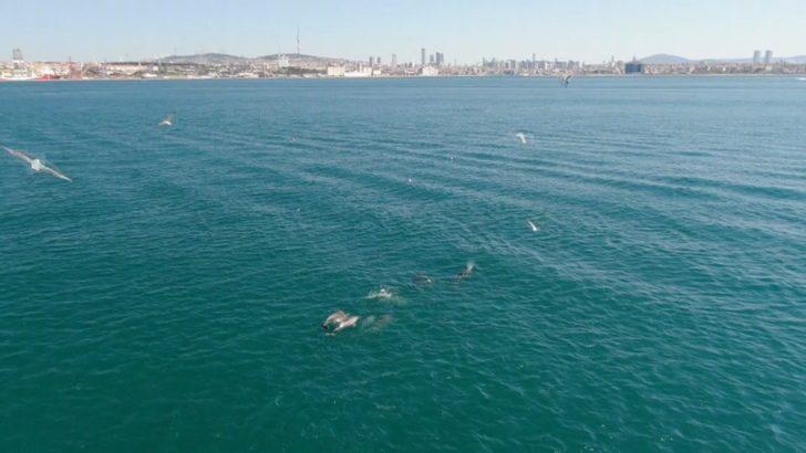 İstanbul Boğazı yunuslara kaldı G2