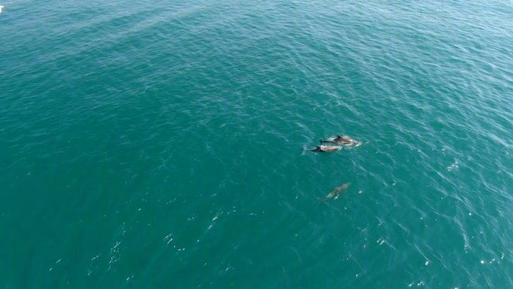 İstanbul Boğazı yunuslara kaldı G3