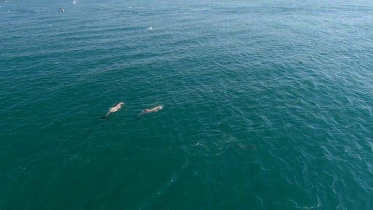 İstanbul Boğazı yunuslara kaldı G4