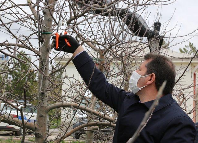 Makası  eline alan vali, ağaç dallarını tek tek budadı