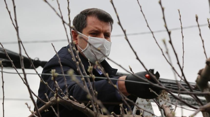 Makası  eline alan vali, ağa&ccedil; dallarını tek tek budadı