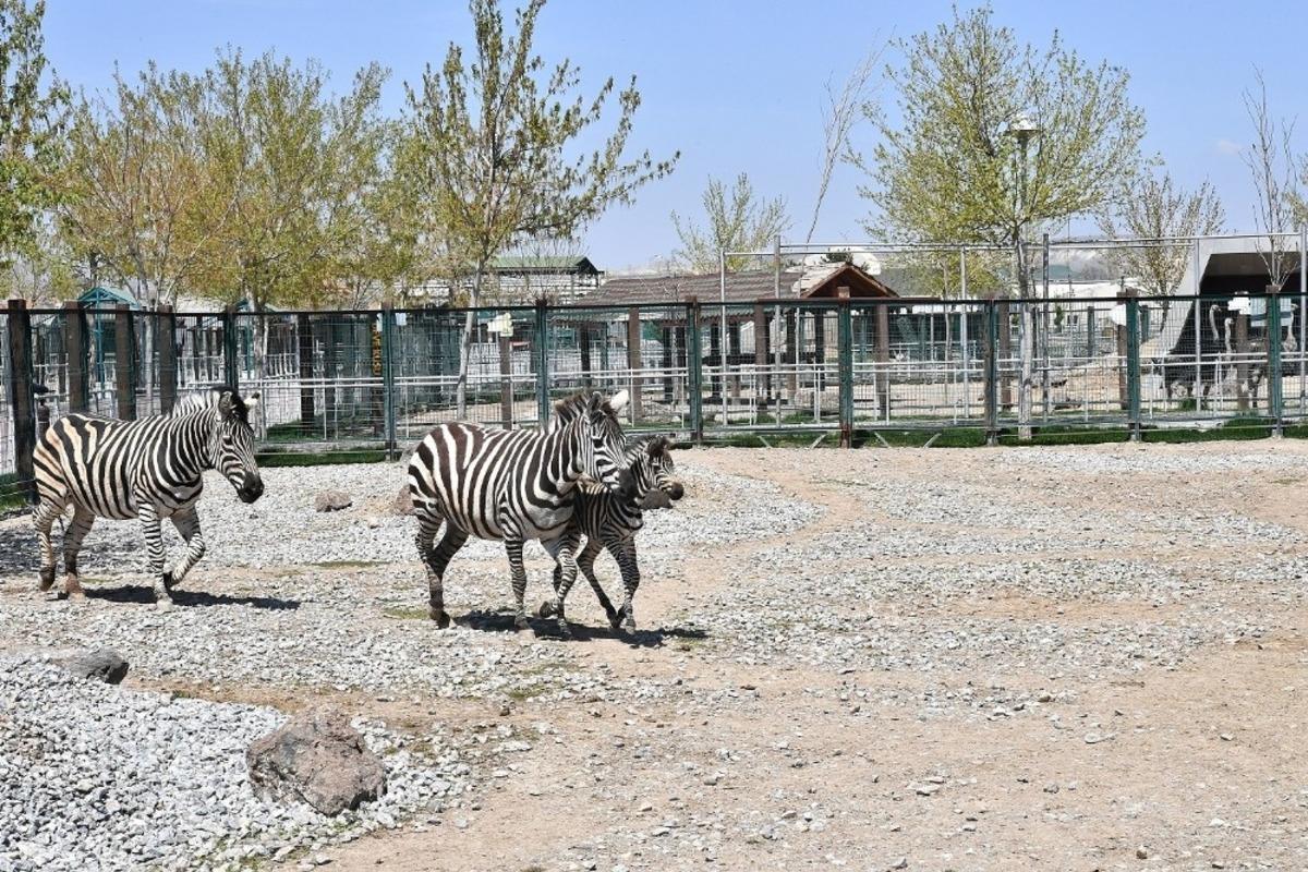 Kayseri Hayvanat Bah&ccedil;esi&rsquo;nde yeni zebra d&uuml;nyaya geldi