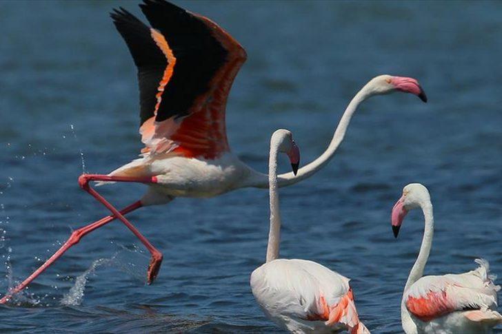 Flamingoların yıllarca süren dostluklar kurduğu keşfedildi