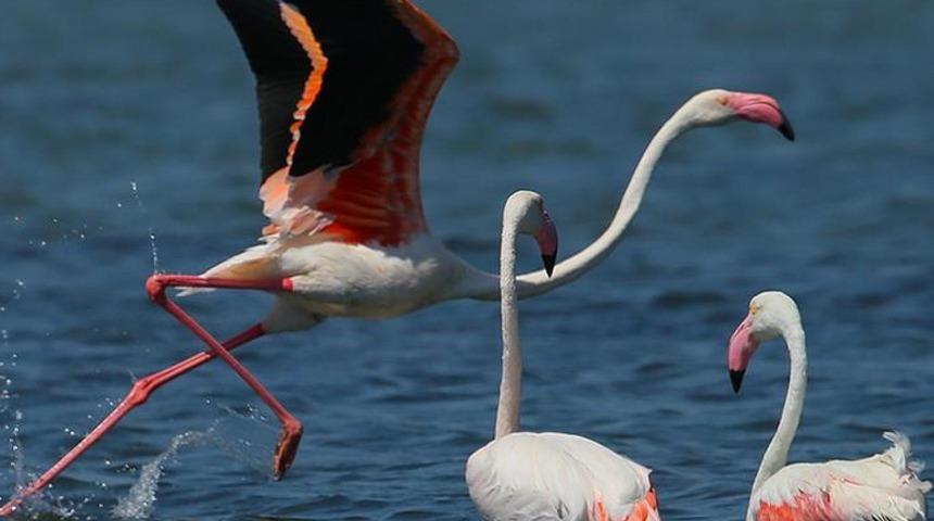 Flamingoların yıllarca s&uuml;ren dostluklar kurduğu keşfedildi