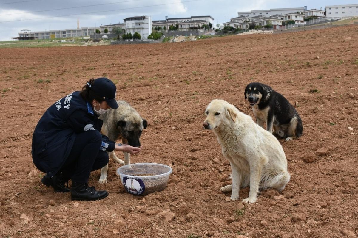 Şahinbey Belediyesi sokağa &ccedil;ıkma yasağında sokak hayvanlarını unutmadı