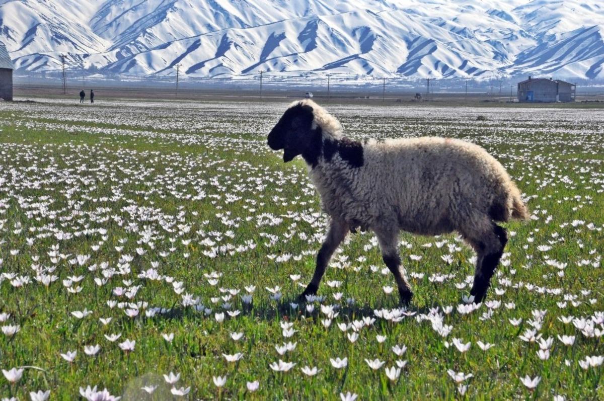 Y&uuml;ksekova&rsquo;da baharın m&uuml;jdeleyicisi kardelenler g&uuml;n y&uuml;z&uuml;ne &ccedil;ıktı