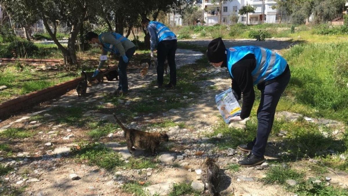 Korona g&uuml;nlerinde sokak hayvanları unutulmadı