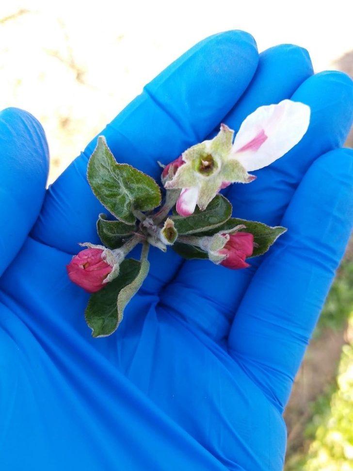 Karaman Ziraat Odası don riskine karşı üreticileri uyardı G1