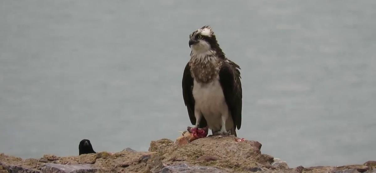 Suya dalabilen tek yırtıcı Balık Kartalı g&ouml;r&uuml;nt&uuml;lendi