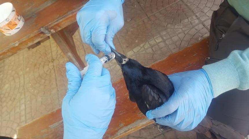 Yaralı Ekin kargası tedavi altına alındı