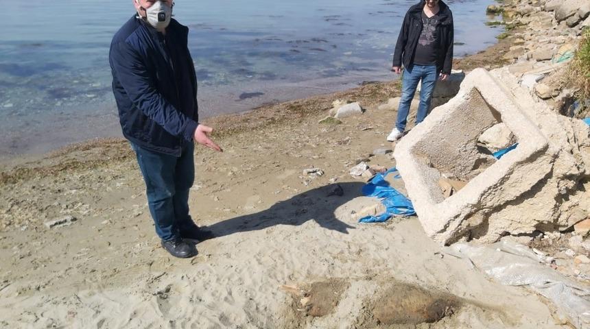 &Ouml;l&uuml; yunus balığı sahile vurdu