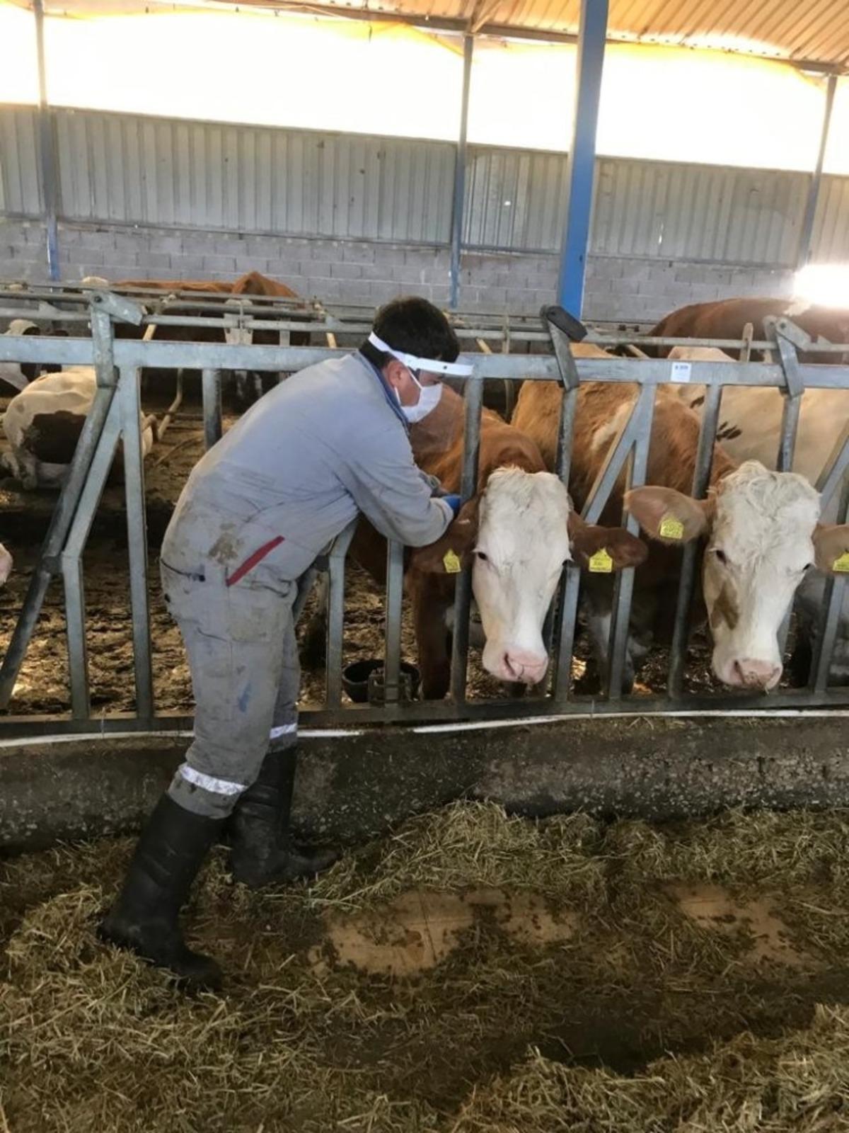 Simav&rsquo;da hayvan sağlığı &ccedil;alışmaları