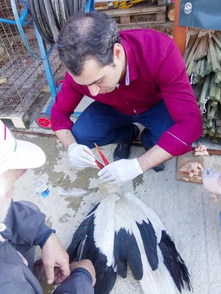 Yaralı leylek koruma altına alındı G1