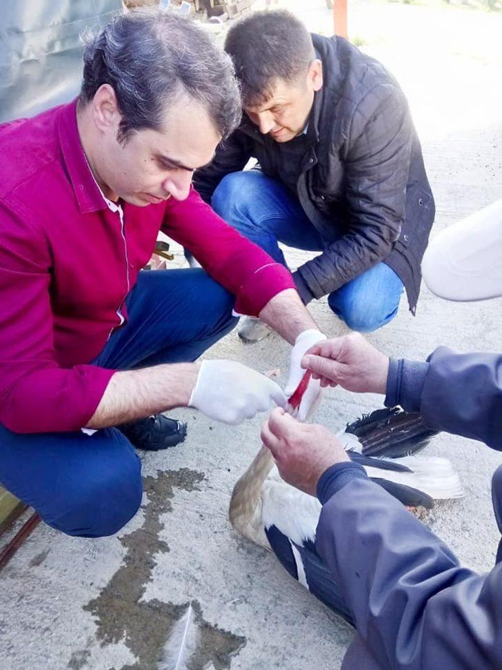Yaralı leylek koruma altına alındı G2