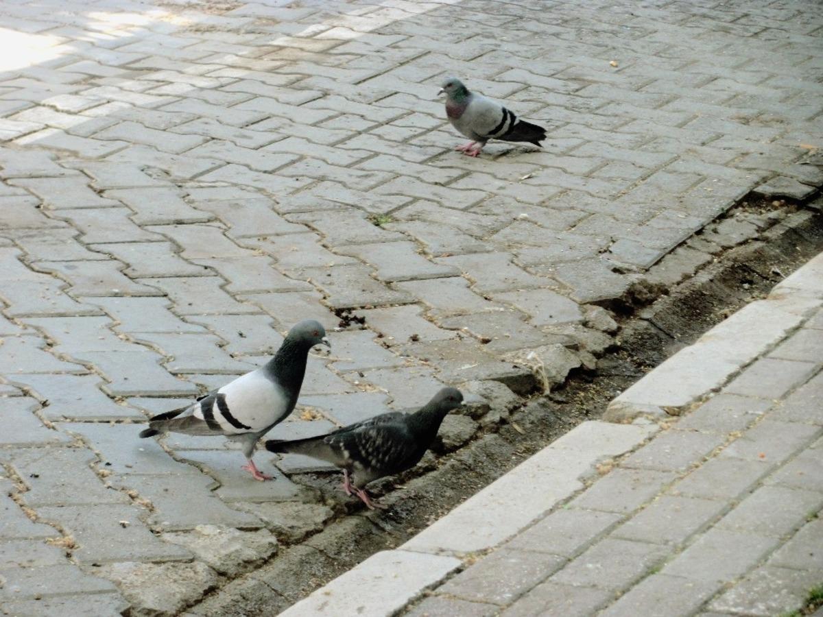 Boşalan caddeler kumrulara kaldı