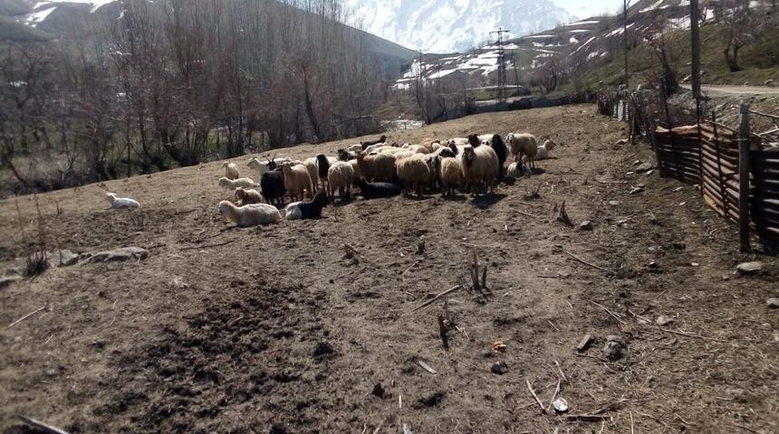 A&ccedil; kurtlar 15 k&uuml;&ccedil;&uuml;kbaş hayvanı par&ccedil;aladı