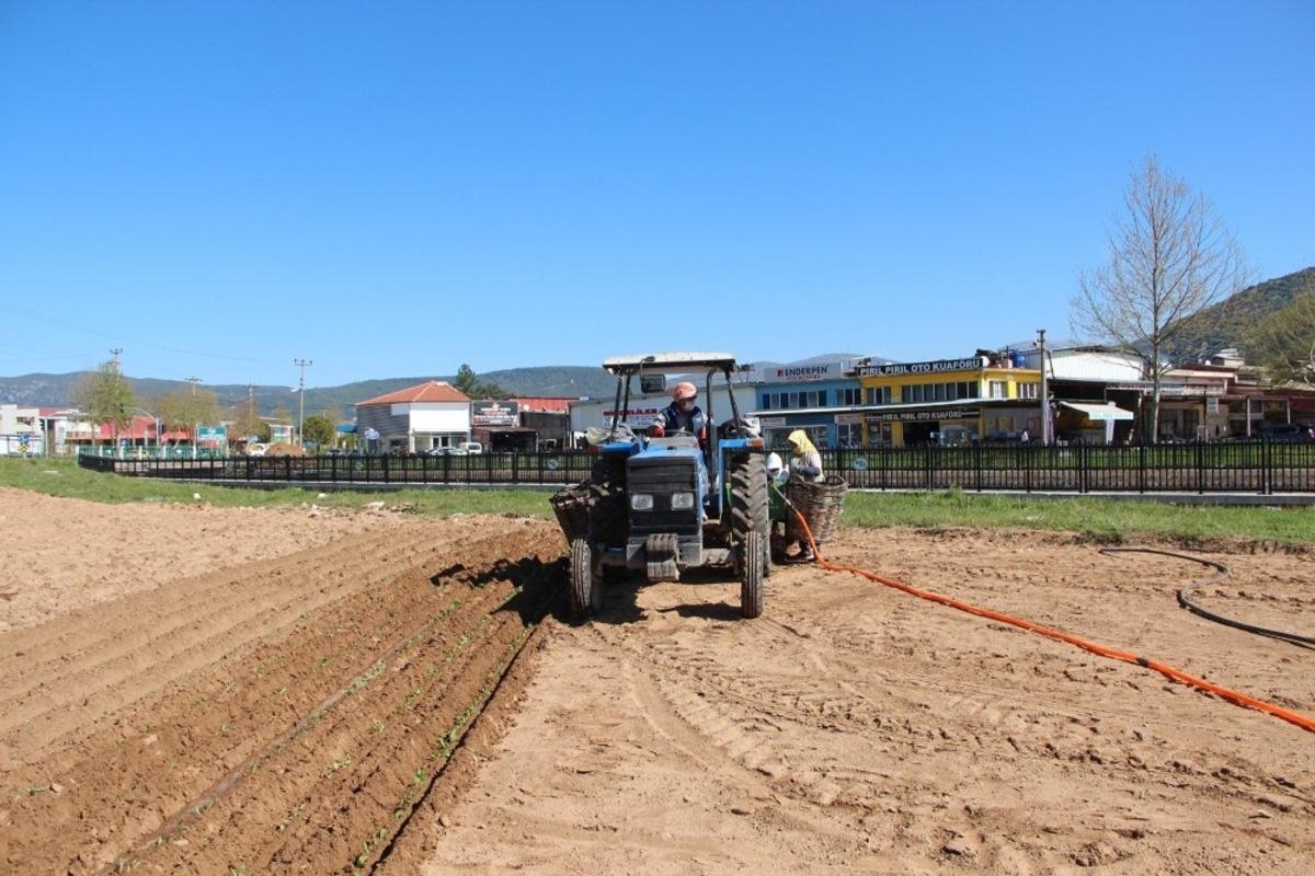 Muğla&rsquo;da tarımsal faaliyetler devam ediyor
