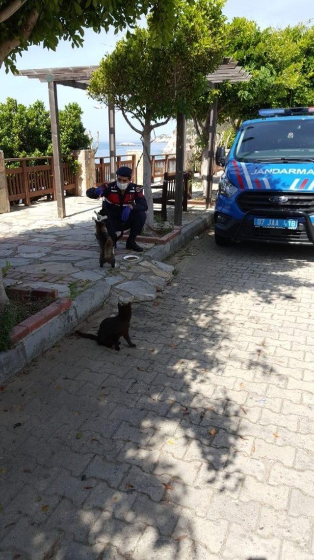 Jandarma, sokak hayvanlarını unutmadı
