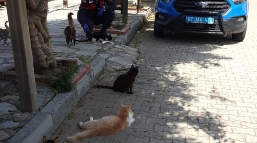 Jandarma, sokak hayvanlarını unutmadı