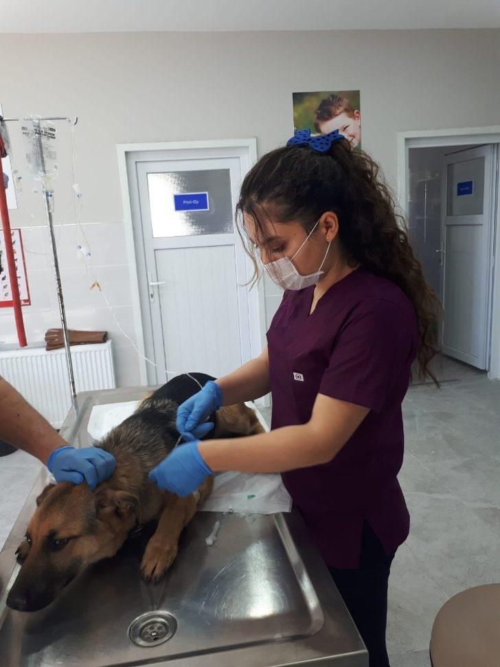 Eyüpsultan’da sokak hayvanları unutulmadı G3