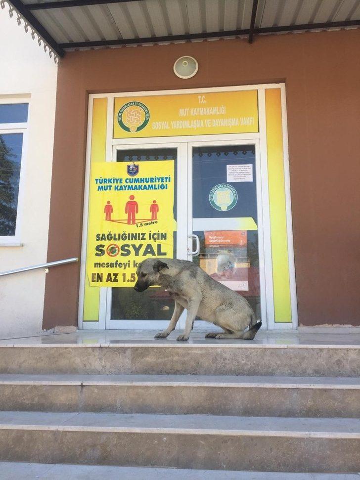 Kaymakam Köken’den sokak hayvanlarına mama, su ve yem G5