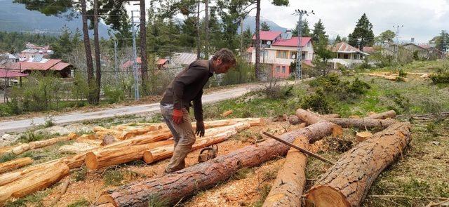 Orman işçileri, yıkılan ağaçları ekonomiye kazandırıyor