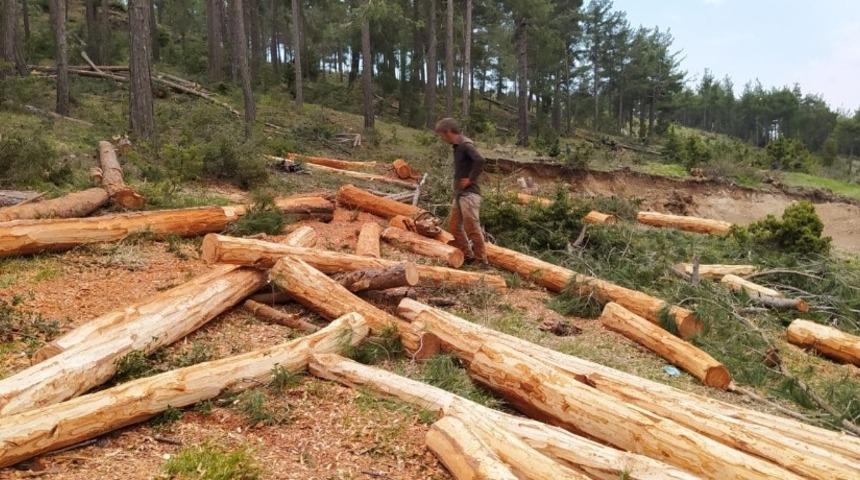 Orman iş&ccedil;ileri, yıkılan ağa&ccedil;ları ekonomiye kazandırıyor