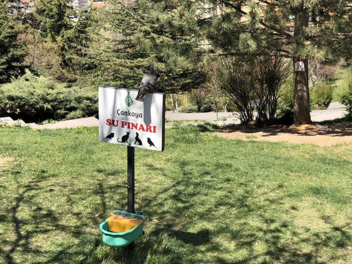 &Ccedil;ankaya Belediyesi, sokaktaki can dostları ihmal etmedi