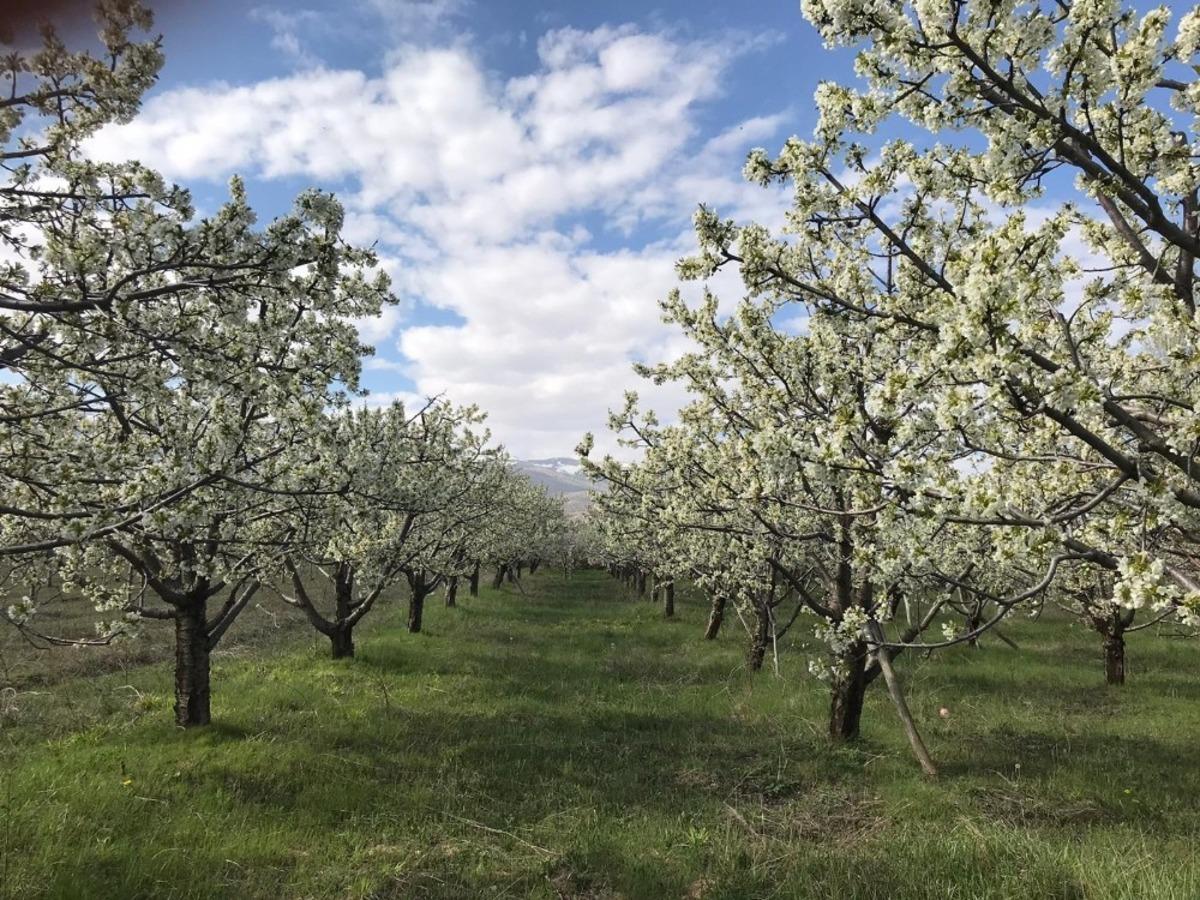 Ereğli&rsquo;de kiraz ağa&ccedil;ları &ccedil;i&ccedil;ek a&ccedil;tı