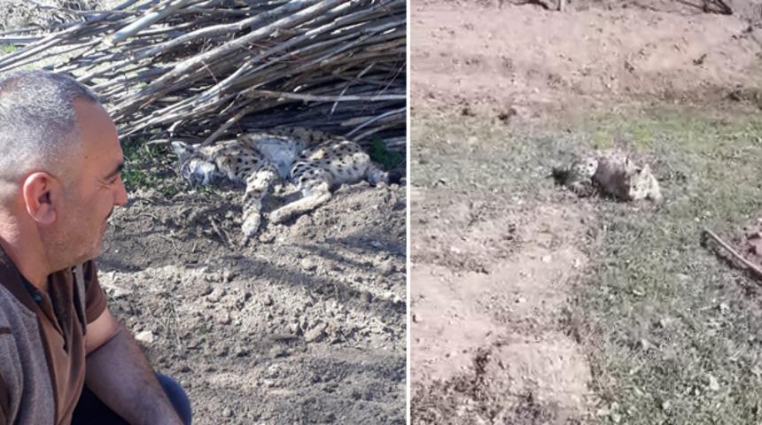 Muhtar yaralı vaşağa b&ouml;yle seslendi: Biz seni iyileştirmeye &ccedil;alışıyoruz, sen bize hırlıyorsun