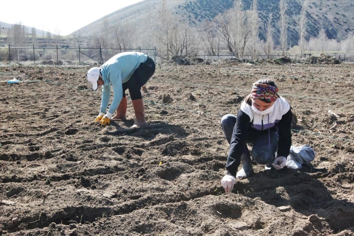 Bayburt &Uuml;niversitesi organik tarımdaki &uuml;r&uuml;n &ccedil;eşitliliğini artırıyor