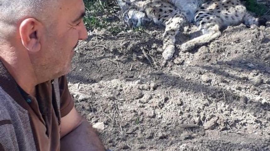 Bayburt&rsquo;ta bitkin halde g&ouml;r&uuml;nt&uuml;lenen vaşak telef oldu