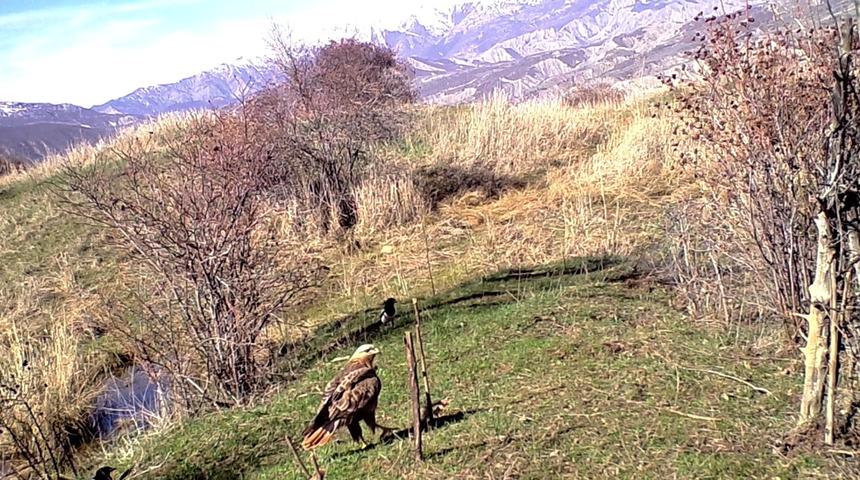 Nesli tükenmekte olan kızıl kuyruklu şahin Erzincan'da görüntülendi
