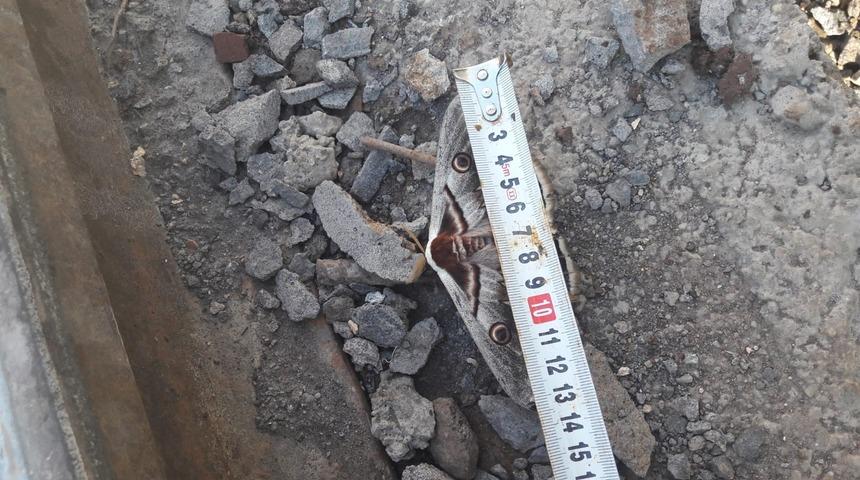 Şanlıurfa'da dev kelebek görenleri şaşırttı