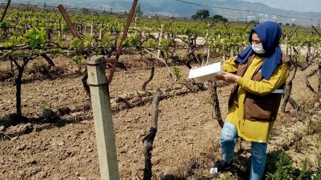 Bağlarda hastalık taraması yapılıyor