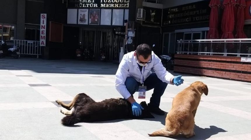 Aydın&rsquo;da sokak hayvanları yalnız bırakılmadı
