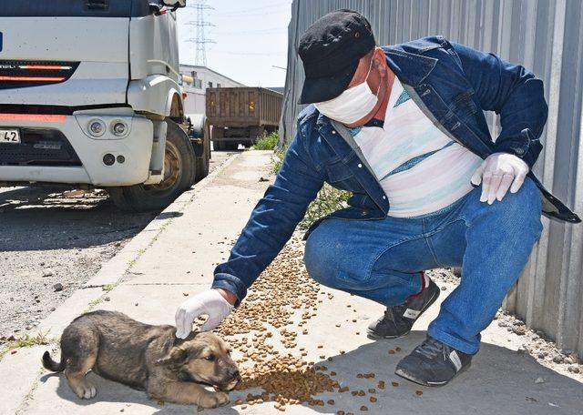 Aliağa’da sokak hayvanları unutulmadı