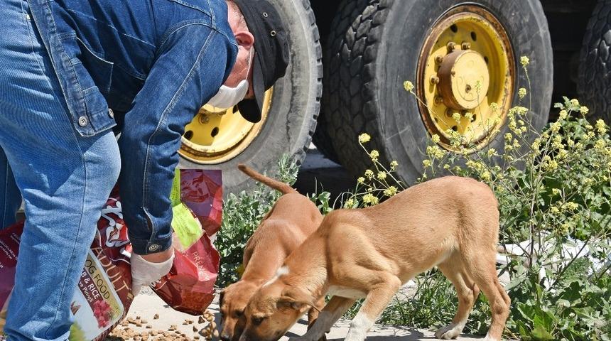 Aliağa’da sokak hayvanları unutulmadı