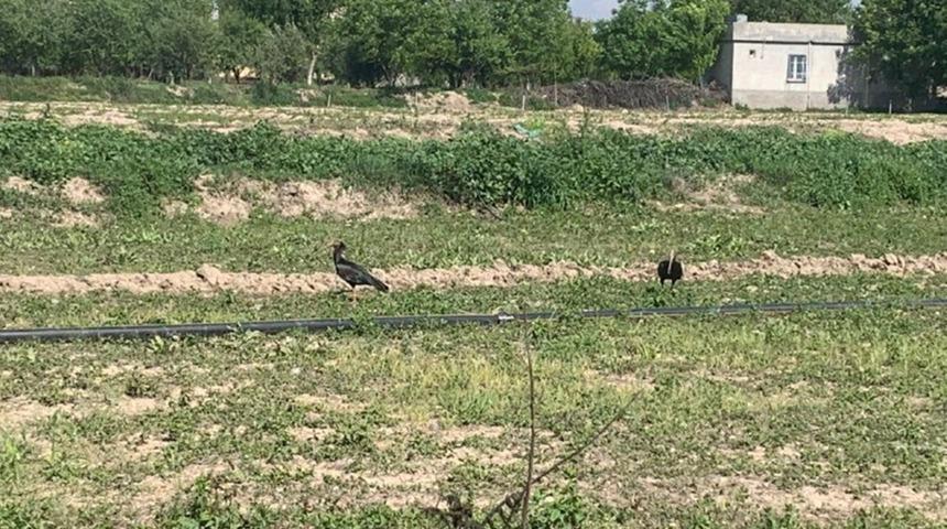 Sokağa &ccedil;ıkma kısıtlamasında nesli t&uuml;kenen kelaynaklar tarlalara indi