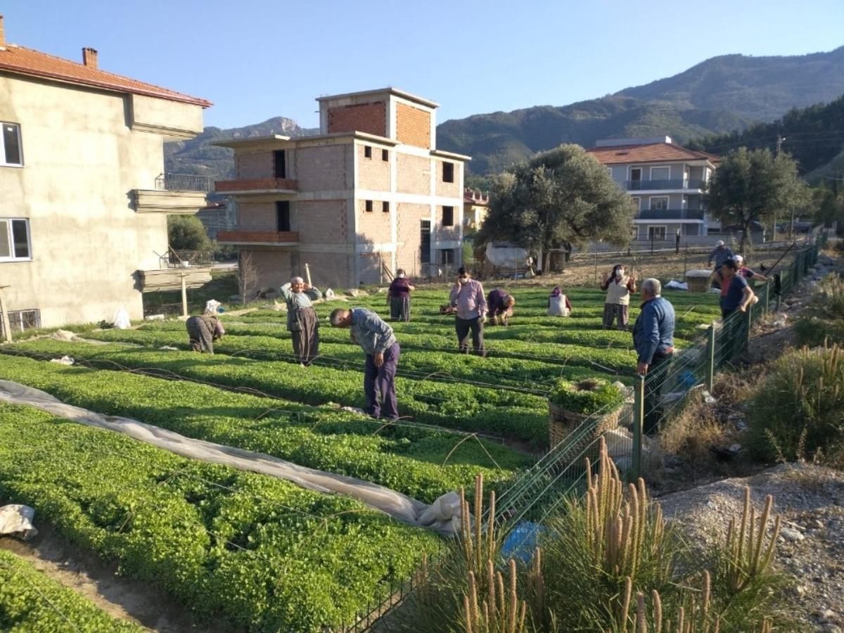 Sokağa &ccedil;ıkma kısıtlamasından muaf olan &ccedil;ift&ccedil;iler &uuml;retim başında