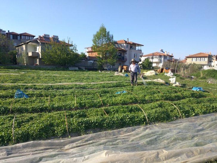 Sokağa çıkma kısıtlamasından muaf olan çiftçiler üretim başında G3