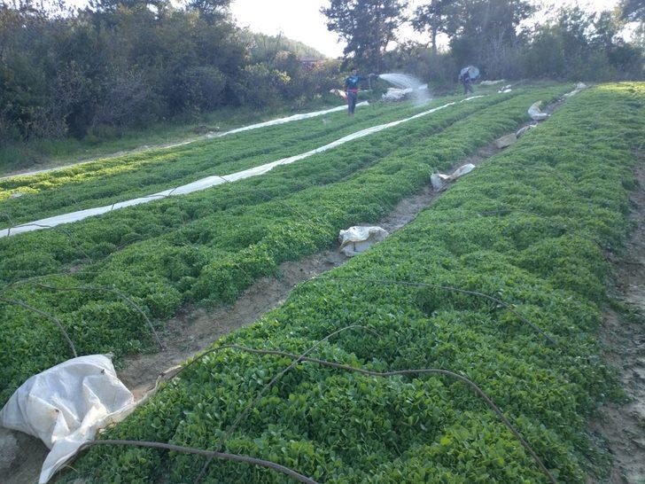 Sokağa çıkma kısıtlamasından muaf olan çiftçiler üretim başında G4