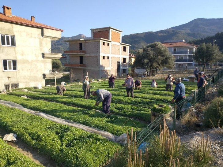 Sokağa çıkma kısıtlamasından muaf olan çiftçiler üretim başında G5