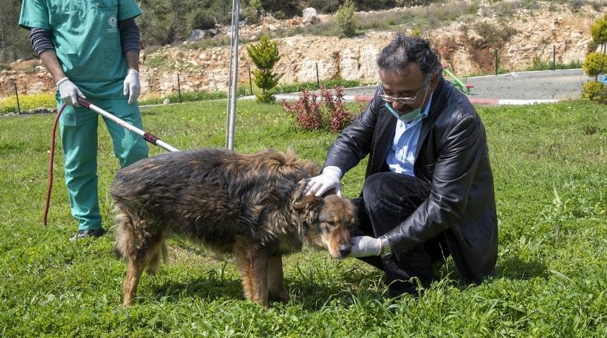 Trafik kazasında bacağı kırılan k&ouml;pek, tedaviyle yeniden y&uuml;r&uuml;meye başladı