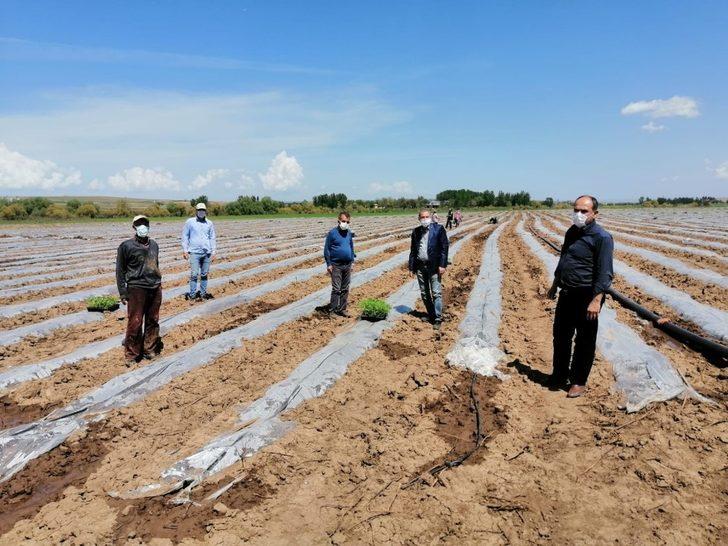Bismil’de sokağa çıkma kısıtlamasından muaf olan çiftçiler tarlalarında çalıştı G2